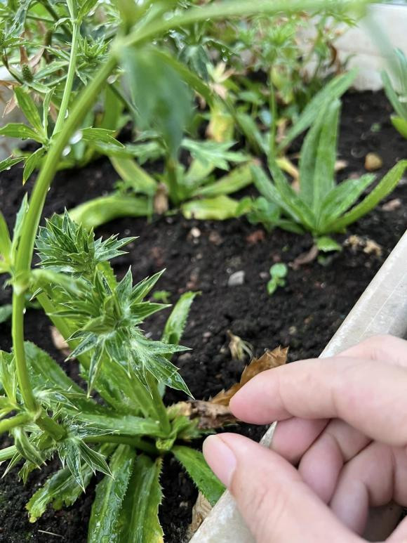 Ca si Pham Truong khoe thanh qua trong rau tren san thuong-Hinh-5