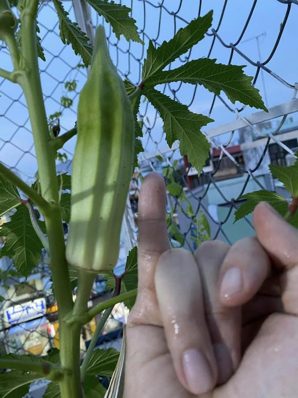 Ca si Pham Truong khoe thanh qua trong rau tren san thuong-Hinh-12