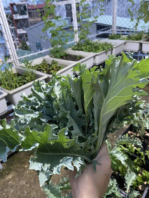 Ca si Pham Truong khoe thanh qua trong rau tren san thuong-Hinh-17