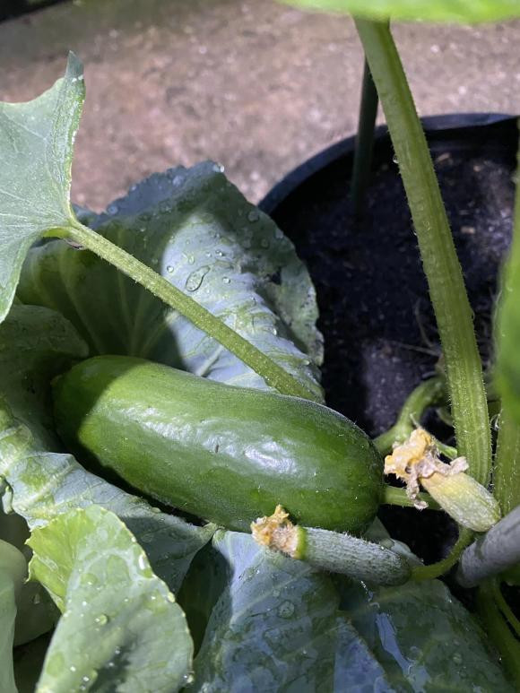 Ca si Pham Truong khoe thanh qua trong rau tren san thuong-Hinh-18