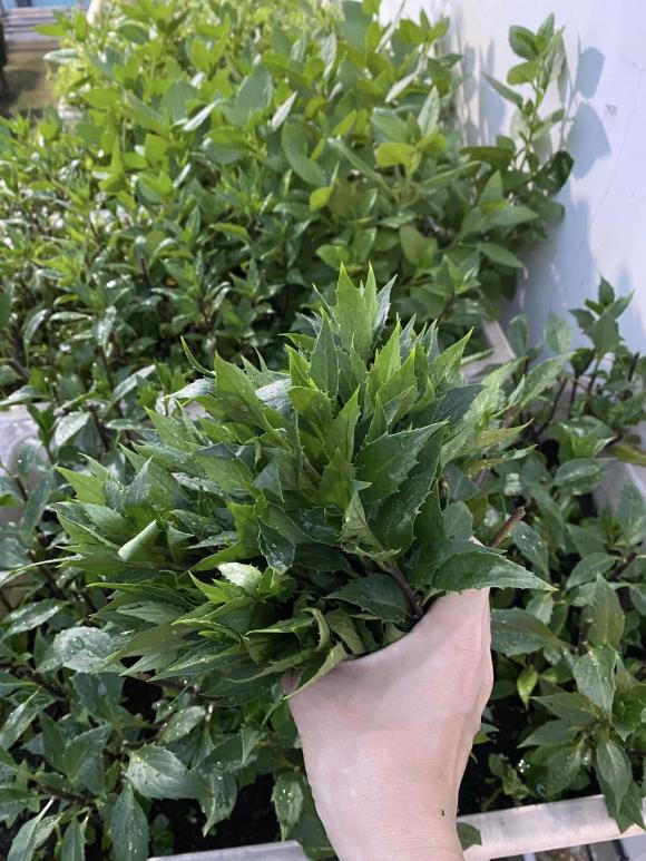 Ca si Pham Truong khoe thanh qua trong rau tren san thuong-Hinh-15