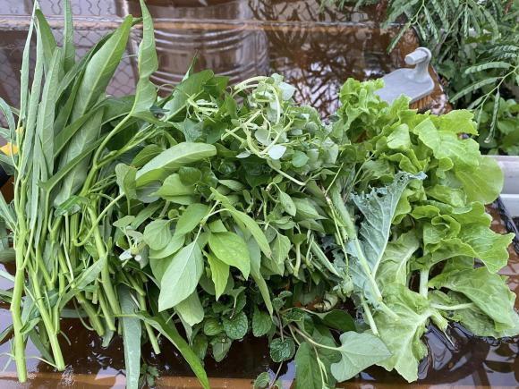 Ca si Pham Truong khoe thanh qua trong rau tren san thuong-Hinh-6