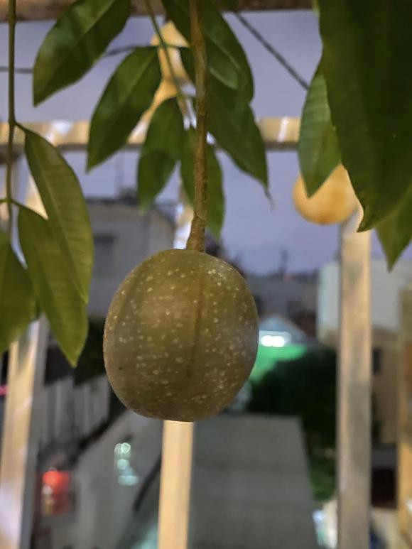 Ca si Pham Truong khoe thanh qua trong rau tren san thuong-Hinh-16