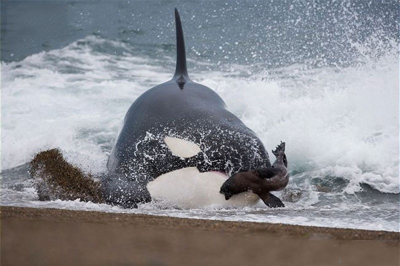 Clip: Cá voi sát thủ lao lên bờ săn giết hải cẩu ảnh 1