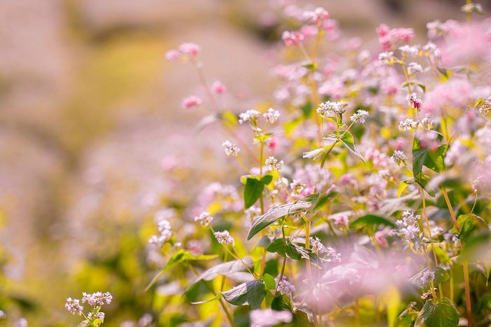 Loài hoa tam giác mạch vốn gắn liền với vùng núi Tây Bắc xa xôi nay lại bung nở khoe sắc tại Hà Nội