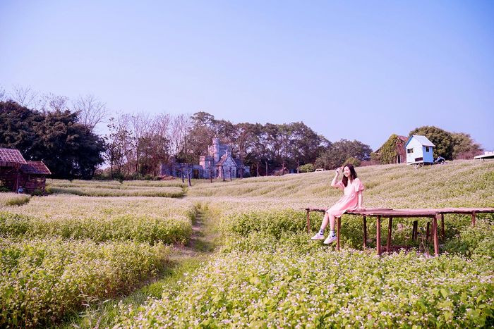 Thời điểm hiện tại, cánh đồng hoa đang trong thời kỳ chuyển sang màu phớt hồng khiến không gian càng thêm lãng mạn