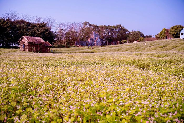 Hoa tam giác mạch từng chùm li ti nhưng khi đồng loạt nở rộ nhuộm cả cánh đồng bạt ngàn sắc trắng xen lẫn với hồng tím, điệp với màu lá xanh tạo nên bức tranh thơ mộng giữa lòng Hà Nội