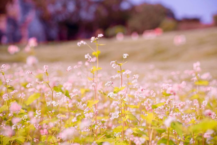 Du khách đến đây đều đắm say, ngây ngất trước vẻ đẹp dịu dàng của hoa