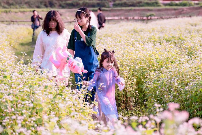 Những ngày qua, cánh đồng hoa tam giác mạch này thu hút trung bình khoảng 1000 khách đến tham quan, chụp ảnh mỗi ngày bất kể là ngày thường hay cuối tuần