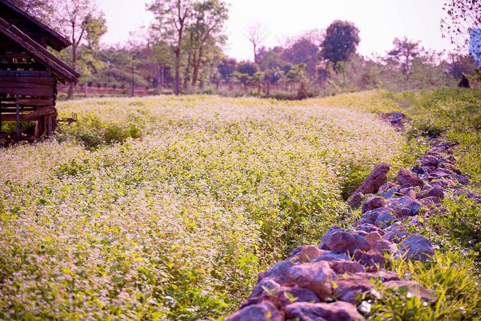 Khi được trồng xen với hàng rào đá, tam giác mạch ở đây khiến chúng ta hình dung ngay đến những cánh đồng hoa thường thấy ở Hà Giang