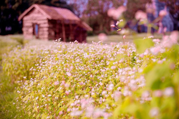 Tam giác mạch là loài hoa đặc trưng của vùng núi Tây Bắc mà khi nhắc đến tên, người ta thường nghĩ ngay đến những cánh đồng hoa bao phủ triền núi ở Hà Giang