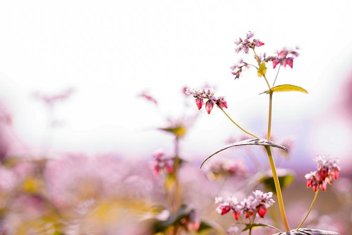 Khi mới nở hoa có màu trắng, sau chuyển dần sang phớt hồng rồi tím điểm xuyết và chuyển sang sắc đỏ thẫm