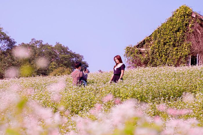 ##ss###style="text-decoration: underline;">Cánh đồng hoa tam giác mạch thu hút khách du lịch và các bạn trẻ đến tham quan và chụp ảnh