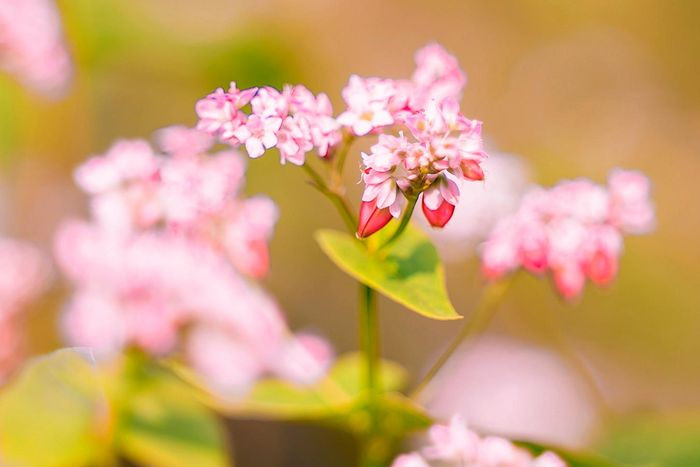 Hiện tam giác mạch đang trong thời gian hoa nở đẹp