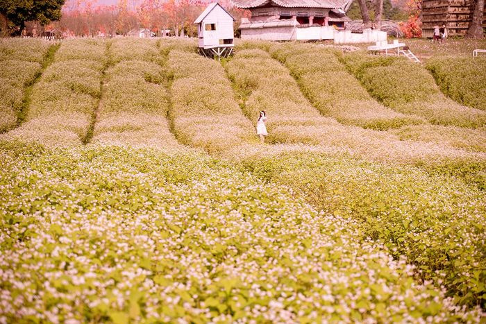 Với diện tích bạt ngàn trải dài theo sườn đồi, đây có lẽ là cánh đồng hoa tam giác mạch lớn nhất Hà Nội hiện nay