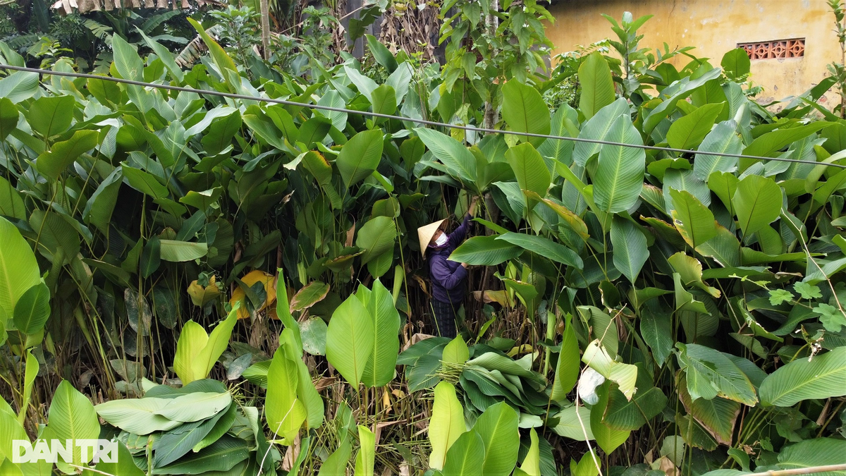 Lá dong là loại cây dễ trồng, không mất nhiều công chăm bón. Dịp giáp Tết Nguyên đán, người dân khắp nơi có nhu cầu sử dụng lượng lớn lá dong để gói bánh chưng, bánh tét... Đó là những loại bánh truyền thống được xem như "linh hồn" của Tết Việt. Dịp cận Tết là thời gian các hộ dân thôn Vĩnh Phúc vào vụ thu hoạch. Cây lá dong lúc này đã cao khoảng 1-3m.