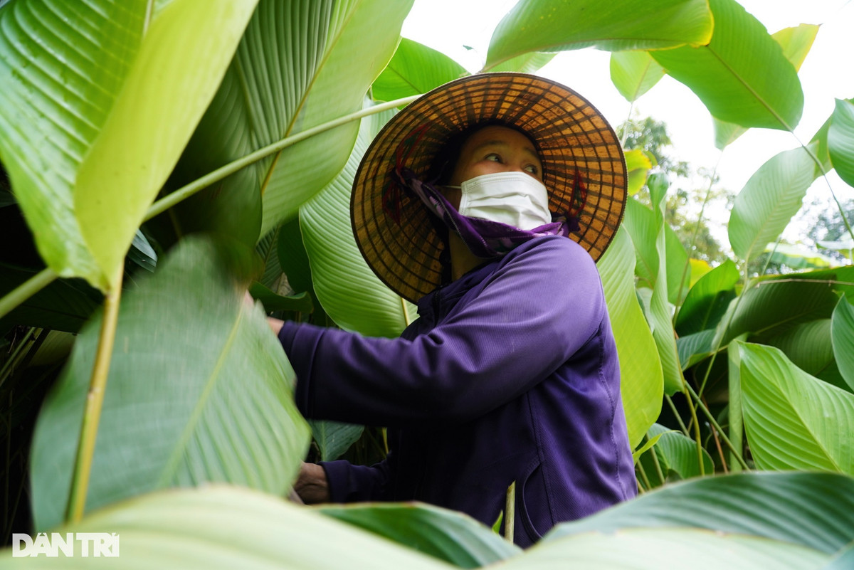 Bà Chu Thị Hoài (50 tuổi) cũng đang tất bật với việc thu hoạch lá dong. Với diện tích 2 sào, gia đình bà năm nay sẽ thu được khoảng 30.000 lá. "Năm nay giá lá dong thấp hơn các năm trước. Tùy theo mức độ to, đẹp của phiến lá, giá bán dao động 35.000-60.000 đồng/bó 100 lá", bà Hoài nói.