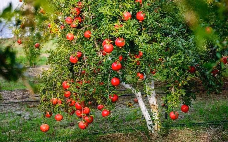 Trong nha trong 4 loai cay: Con chau thanh tai, doi doi huong phuc