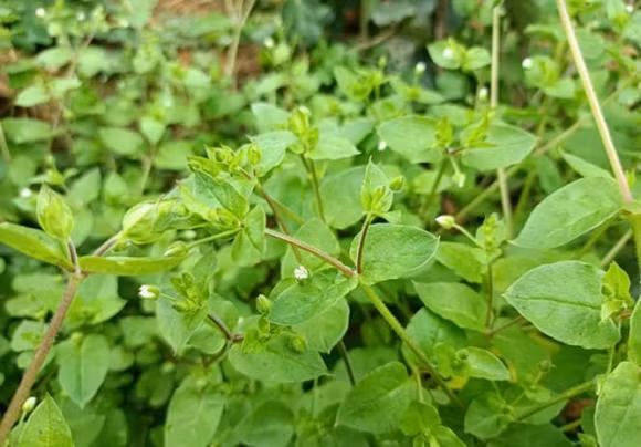 Thay loai co dai nay, nhung it nguoi biet gia tri duoc lieu cua no