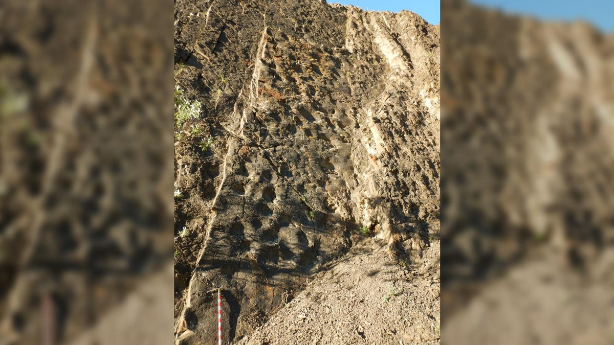 Nang chieu dung goc, 'bong ma' quai thu tu hien ra giua rung