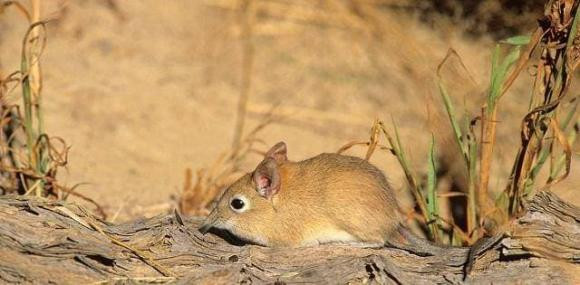 'Voi' nho nhat the gioi da bien mat xuat hien tro lai-Hinh-7