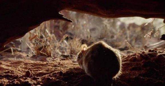 'Voi' nho nhat the gioi da bien mat xuat hien tro lai-Hinh-3