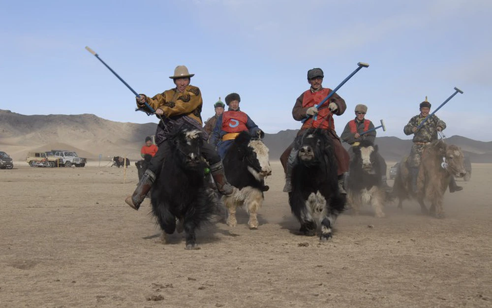 Vi sao bo Tay Tang duoc coi la “bau vat” cua vung cao nguyen?