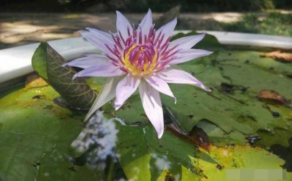 Nguoi sinh thang nay di dau cung duoc an sung mac suong-Hinh-2