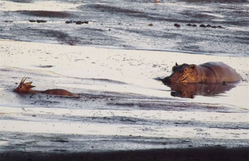 Clip: Sư tử ngậm ngùi nhìn hà mã giành mất con mồi ảnh 1 Clip: Sư tử ngậm ngùi nhìn hà mã giành mất con mồi ảnh 1