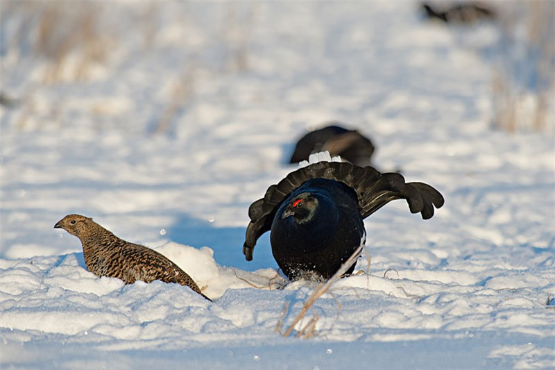 Gà trống có bộ lông đen trải dài khắp thân, phía dưới đuôi và cánh màu trắng, phần cổ kéo dài tới đuôi có màu đen pha xanh đậm. Gà mái có bộ lông đốm nâu, trắng.