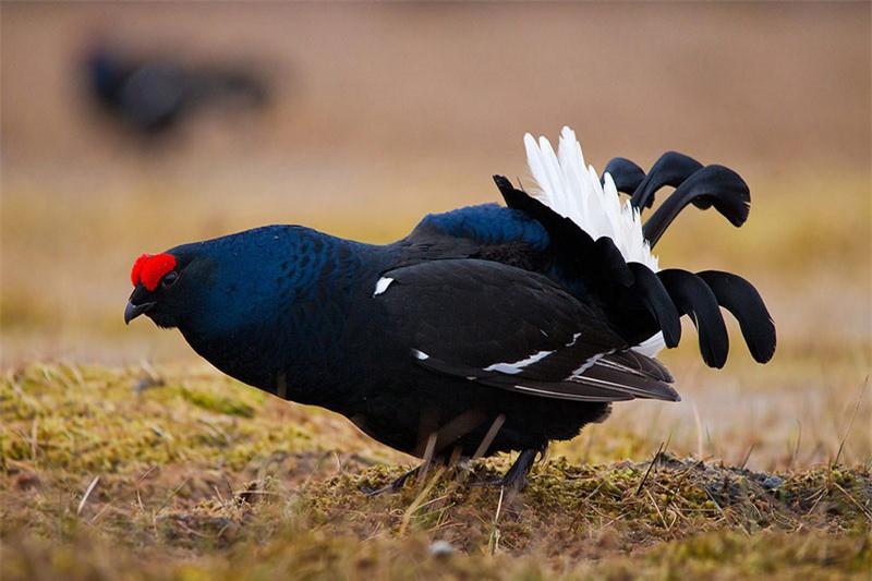Loài gà này đang giảm dần ở miền Tây châu Âu và được Liên minh Bảo tồn Thiên nhiên Quốc tế (IUCN) đưa vào danh sách động vật dễ bị tuyệt chủng.
