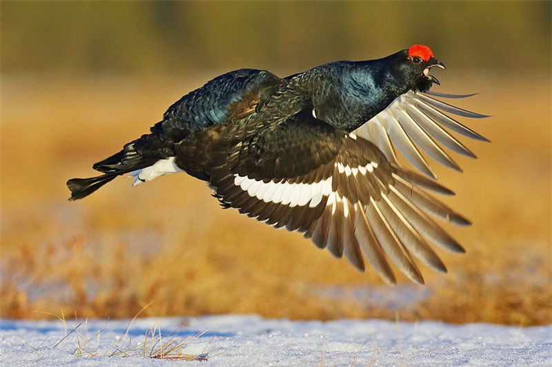 Chúng có thể sinh sống tốt ở môi trường có tuyết.