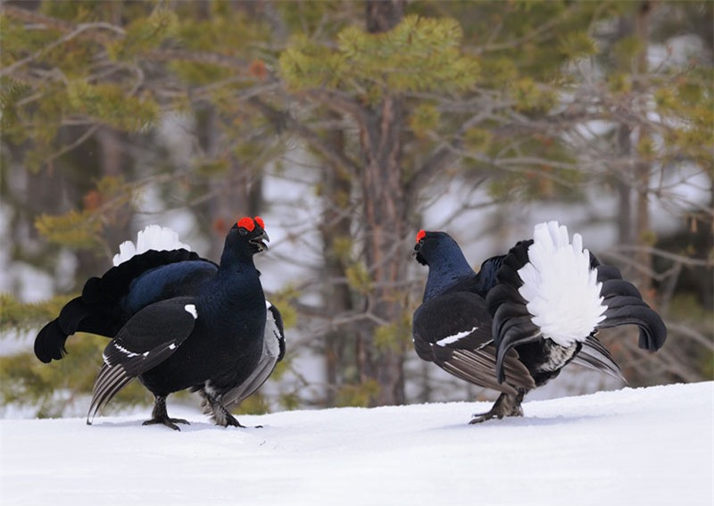Gà gô đen thường ăn các loại hạt, côn trùng, ngũ cốc...