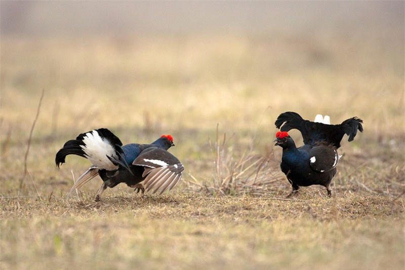 Hai con gà gô đen trống đang giao chiến.