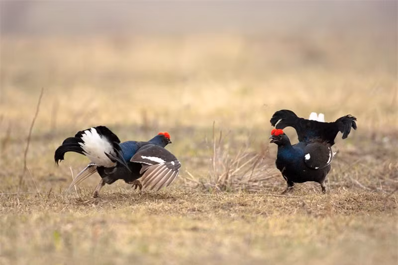 Hai con gà gô đen trống đang giao chiến.