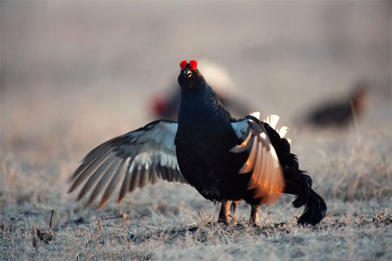 Chân của gà gô đen có màu nâu, mào đỏ tươi.