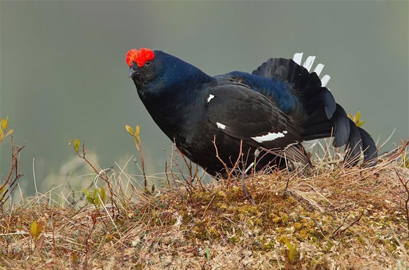 Gà gô đen thường sinh sản vào mùa xuân.