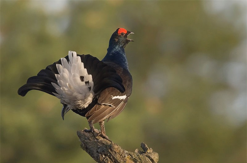 Giống gà này có thể bay được.