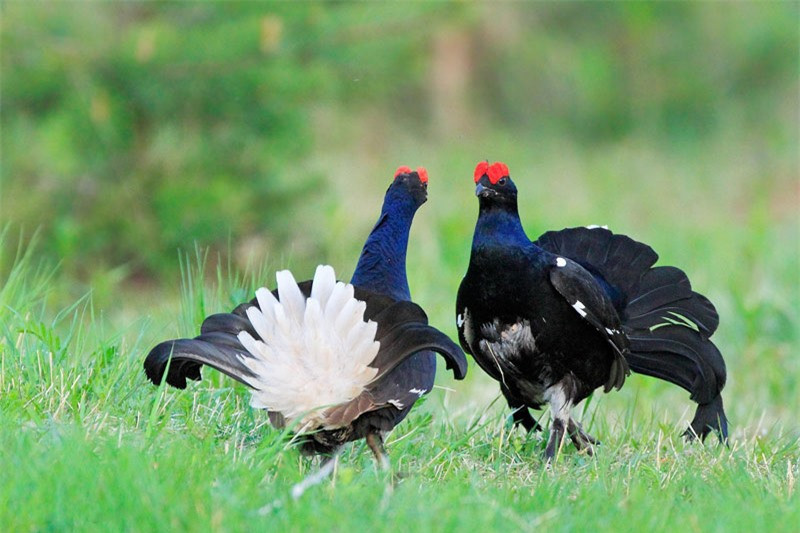 Con mái sẽ chịu trách nhiệm chăm sóc đàn con nhỏ.