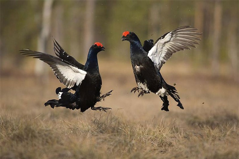 Gà gô đen có thể được tìm thấy trên khắp châu Âu như Pháp, Anh, Nga, Ba Lan, Bỉ...