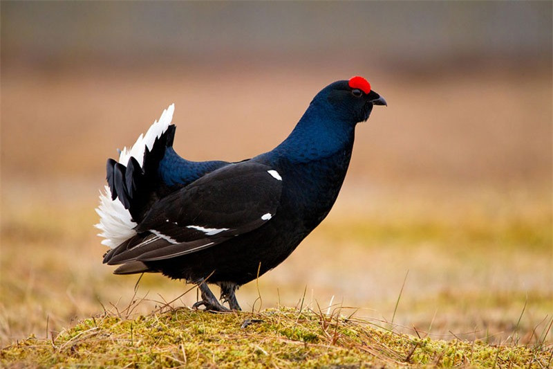 Chúng bị đe dọa bởi môi trường sống và sự săn bắt của các loại quạ, cáo.