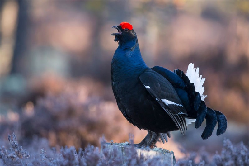 Buổi sáng sớm là thời gian thích hợp để giao phối.