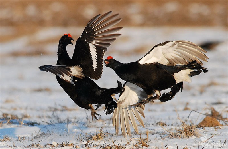 Gà gô đen được mô tả lần đầu tiên vào năm 1758 bởi Carl Linnaeus.