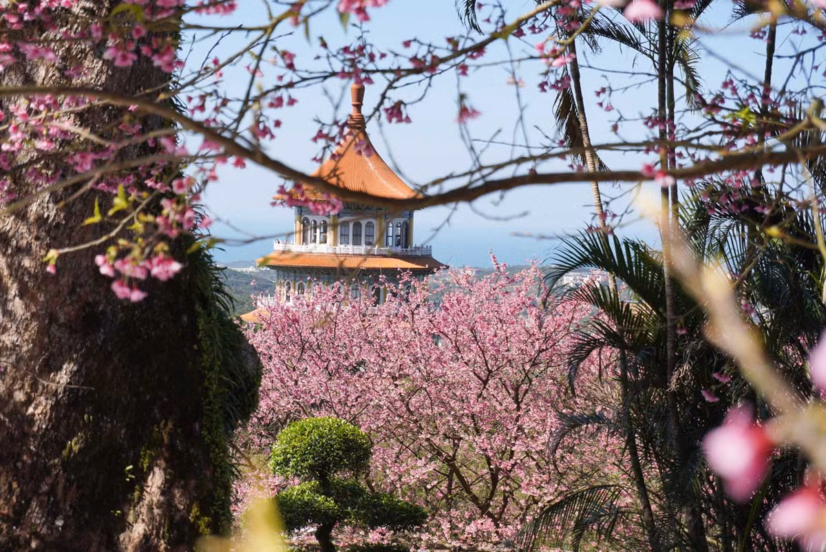 Goi y nhung diem ngam hoa anh dao dep tai Dai Loan-Hinh-2