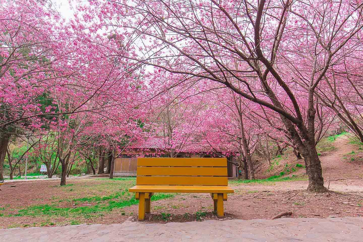 Goi y nhung diem ngam hoa anh dao dep tai Dai Loan-Hinh-3