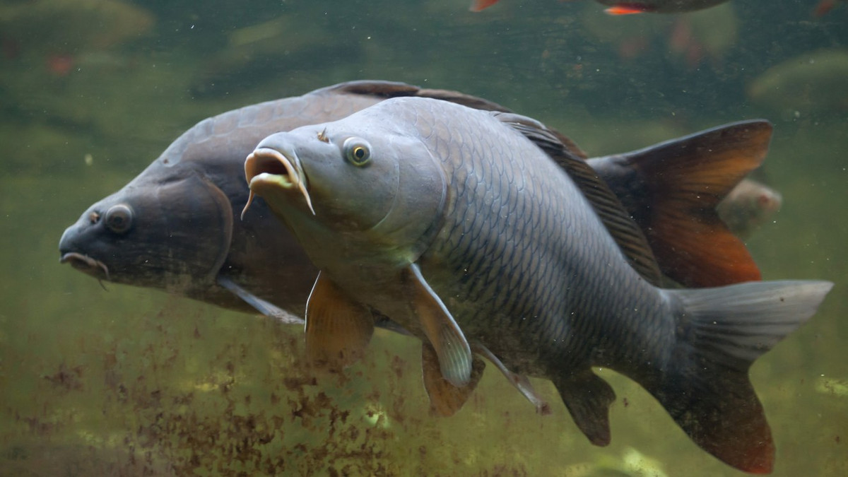 Loai ca chau A xam lan khien nuoc My doi chan duong di