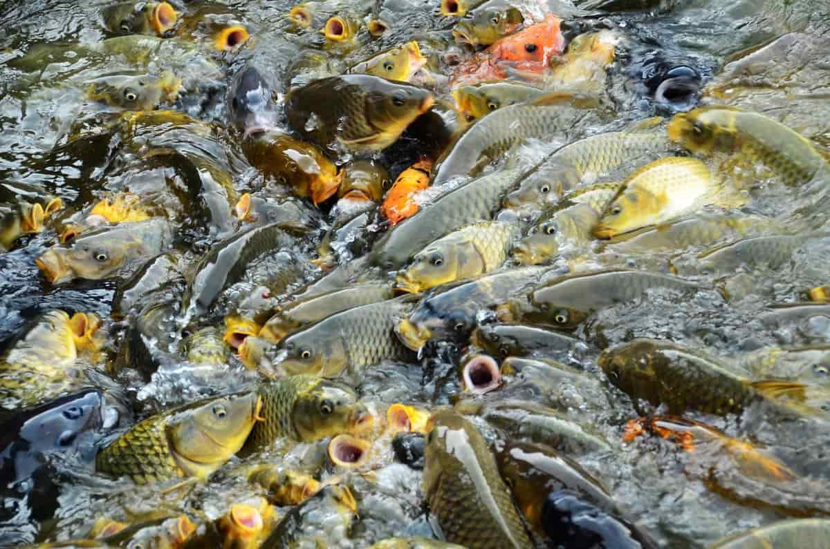 Loai ca chau A xam lan khien nuoc My doi chan duong di-Hinh-2