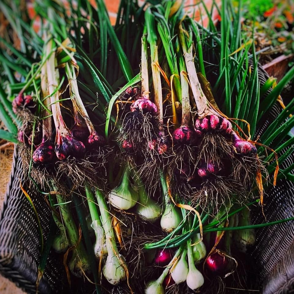 Ngoi nha nho voi khu vuon day nang cua gia dinh 7 nguoi-Hinh-5