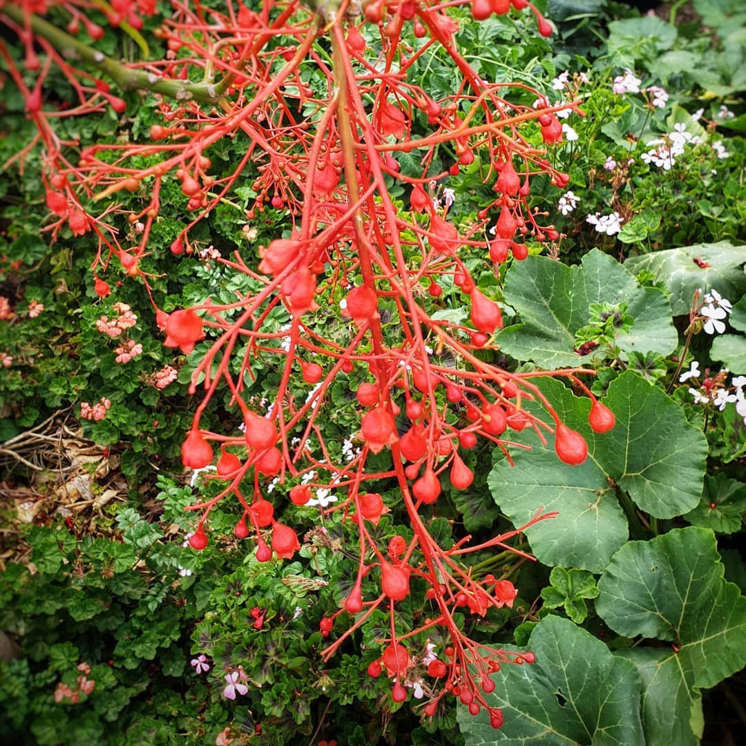 Ngoi nha nho voi khu vuon day nang cua gia dinh 7 nguoi-Hinh-7