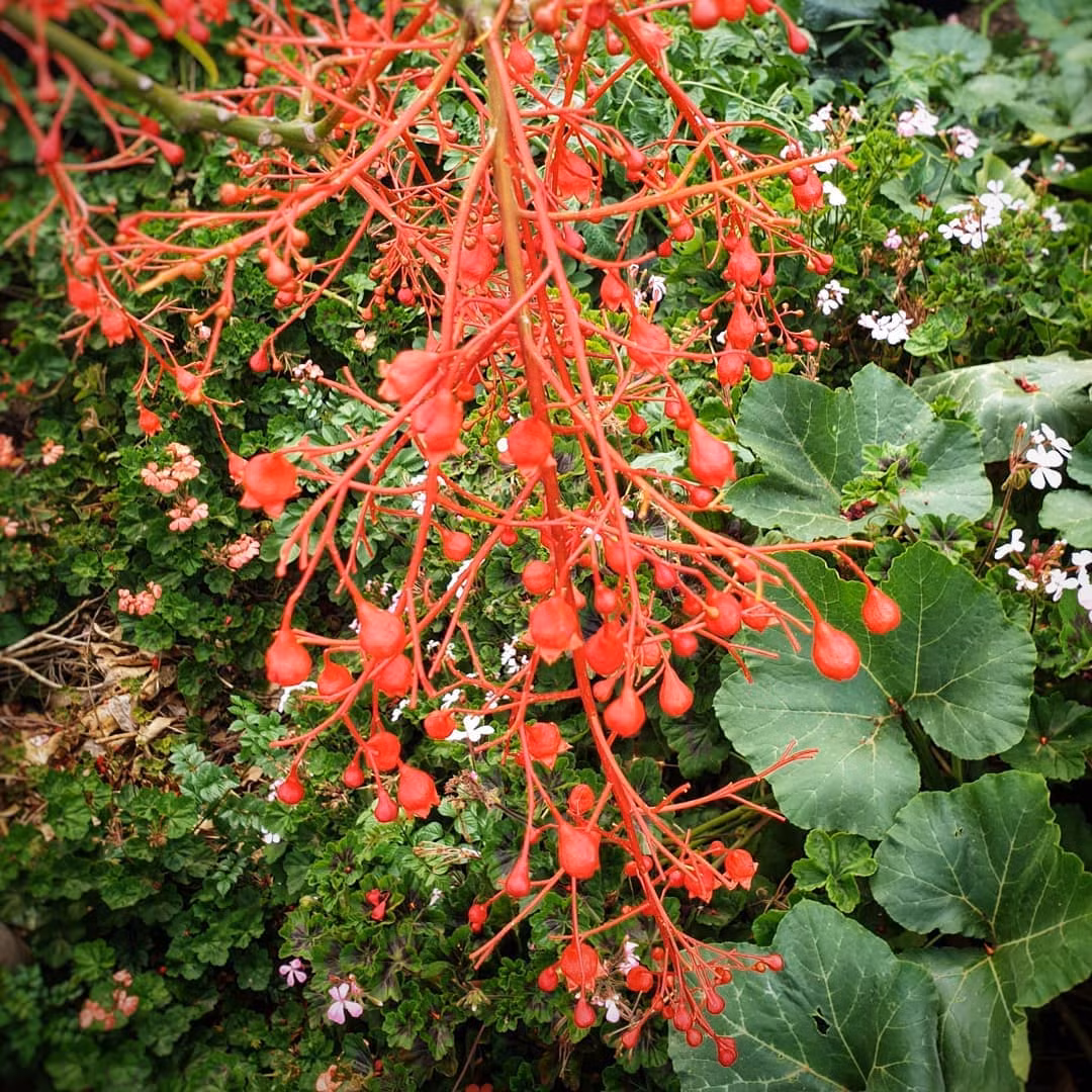 Ngoi nha nho voi khu vuon day nang cua gia dinh 7 nguoi-Hinh-7